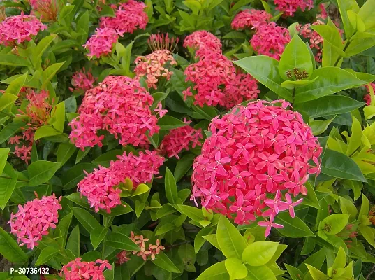 Ukanda MadhumaltiRangoon Creeper Pink ranganpink rangan lxora coral jasminelame of the woods flower plant-thumb0