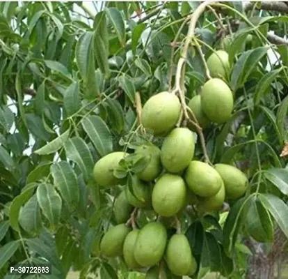 Ukanda Amra Plant Grafted All Season Hog Plum Thai Sweet Amra Spondias Mombin Fruit Tree 30 Cm Live Plant (1 Healthy Plant)-thumb0