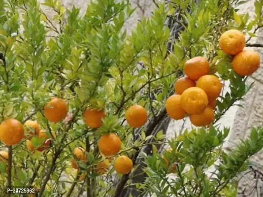 Ukanda Orange Plant Live Darjeeling Orange Plant For Fruits-thumb0