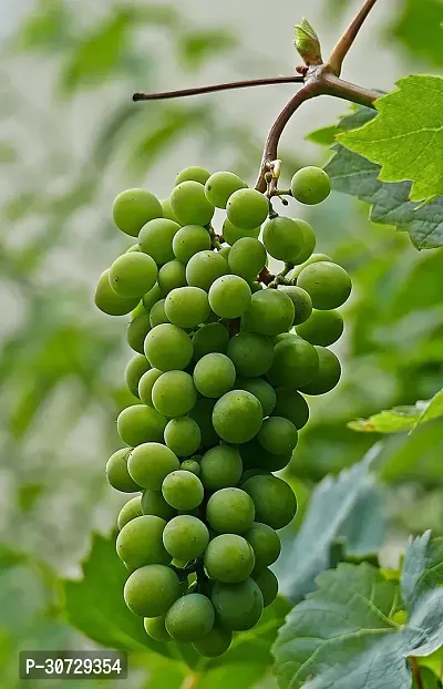 Ukanda Grapes Plant Air Layered GrapesAngoor live Plant CF446-thumb0