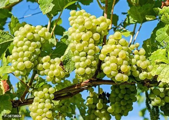 Ukanda Grape Plant Grapes Plant(Hybrid, Pack of 2)-thumb0