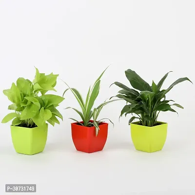 Ukanda Money Plant Plant with pot -31-thumb0