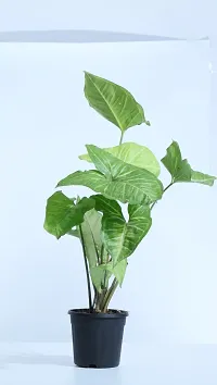 Ukanda Syngonium Plant Ultima Gardening, Syngonium Green Ornamental Indoor Plant-thumb2