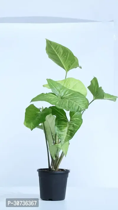 Ukanda Syngonium Plant Ultima Gardening, Syngonium Green Ornamental Indoor Plant-thumb3