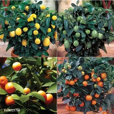 Ukanda Sweet Lemon Plant Sweet Popular Lemon Plant-thumb2