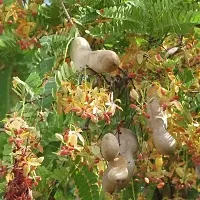 Ukanda Tamarind Plant Tamarind Plant 038-thumb2