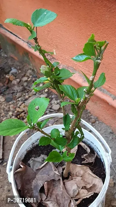 Ukanda Hibiscus Plant Hibiscus hybrid plant-thumb2