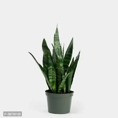 Ukanda Snake Plant snake plant 0019-thumb0