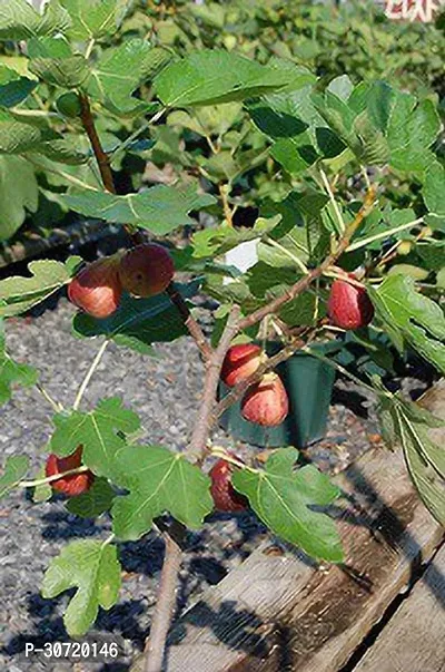 Ukanda GularCluster Fig Plant Turkish Fig Live Plant Produced by Air Layered Method CF693-thumb0