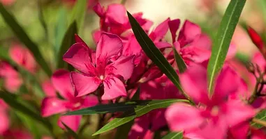 Ukanda Oleander Plant Red karabired Nerium oleander flowerkarabi flower plant-thumb1