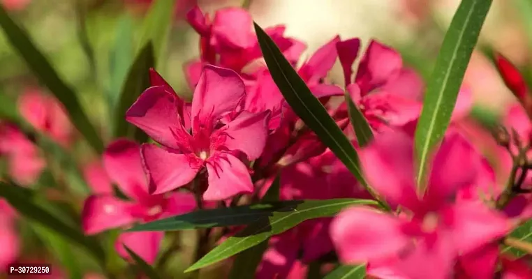 Ukanda Oleander Plant Red karabired Nerium oleander flowerkarabi flower plant-thumb2