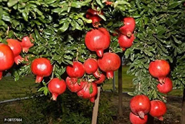 Ukanda Pomegranate Plant Pomegranate Plant-thumb0