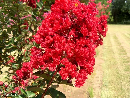 Ukanda Thunberjia Plant Red Lagerstroemiapurush flowerlagerstroemia speciosapride of India Queen Crape Myrtle flower plant-thumb0