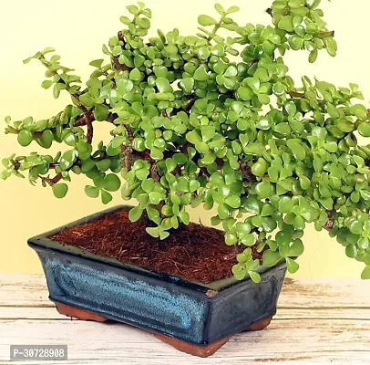 Ukanda Jade Plant Jade Plant ( Indox Jade Plant )-thumb0