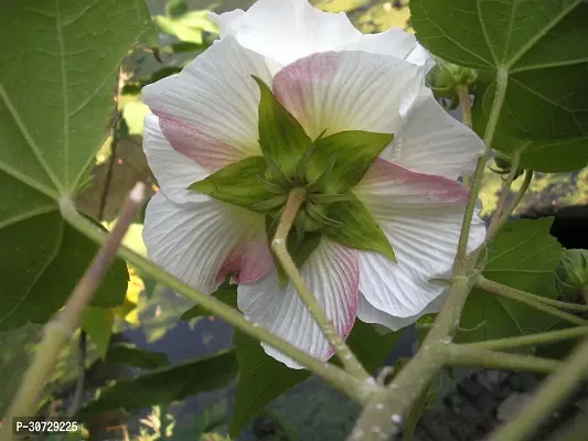 Ukanda Lotus Plant White_lotus_05_Plant-thumb0