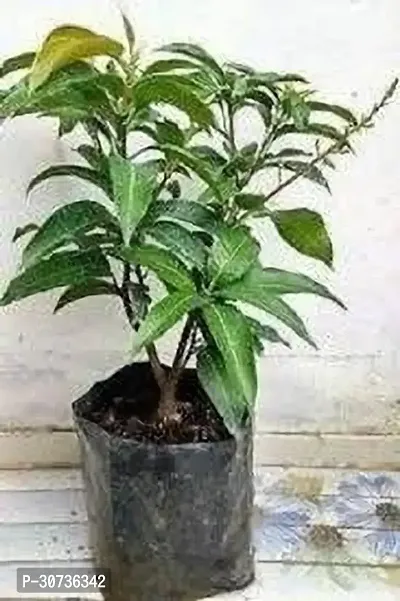 Ukanda Mango Plant MANGO PLANT KKJ-thumb2