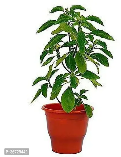 Ukanda Tulsi Plant Krishna Tulsi Live Plant with pots a-thumb0