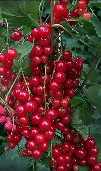 Ukanda Cherry Fruit Plant Hybrid Cherry plant88-thumb2