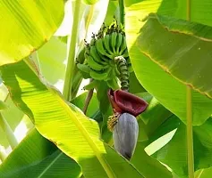 Ukanda Banana Plant Cloud A Banana plant-thumb1