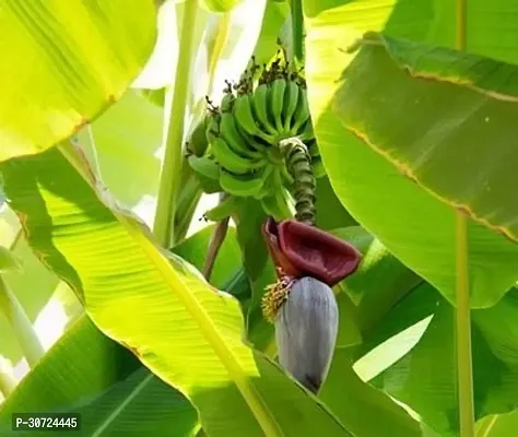 Ukanda Banana Plant Cloud A Banana plant-thumb2