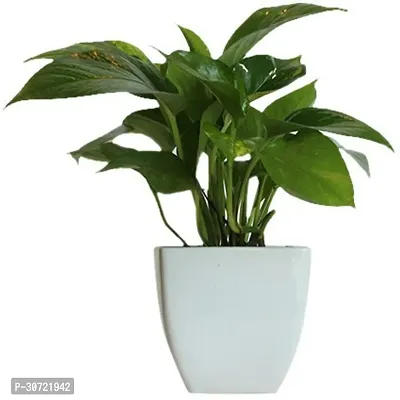 Ukanda Money Plant HVLIVE_912-thumb0