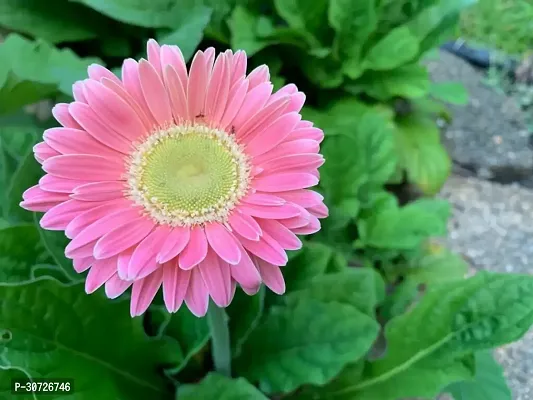 Ukanda Gerbera Plant GERBERA PLANT-Z19-thumb2