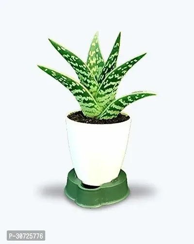 Ukanda Aloe Vera Plant ryh178-thumb0