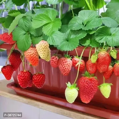 Ukanda Strawberry Plant Strawberry Plant-thumb3