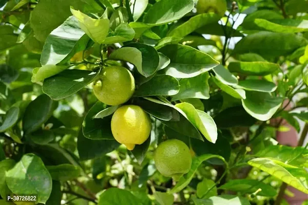 Ukanda Lemon Plant Pat Nebu Lemon Plant-thumb0