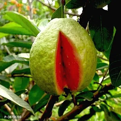 Ukanda Guava Plant Guava Plants (Hybrid Pack Of 1)-thumb0