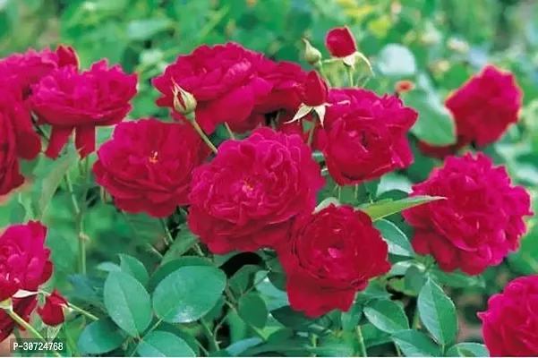 Ukanda Rose Plant Flora Rose Plant-thumb0