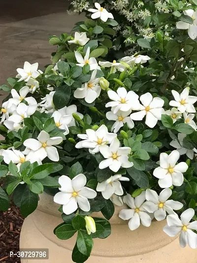 Ukanda Jasmine Plant Live chinese chandni plant - Lovely White Flower Plants-thumb0