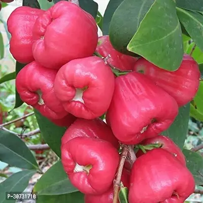 Ukanda Jamun Plant Red wax apple plant-thumb0