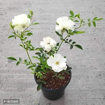 Ukanda Rose Plant WHITE ROSE PLANT-thumb0