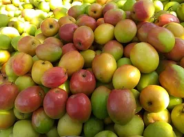 Ukanda Ber Apple Plant Rare Sundari Apple Ber Thailand variety fruit Jujube Fruit GraftingLive Plant-thumb2