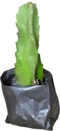 Ukanda Dragon Tree Dragon Fruit Plant Plant-thumb1