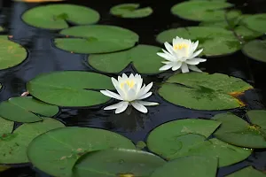 Ukanda Lotus Plant Rare Water Lily Flower Live Plant-thumb1