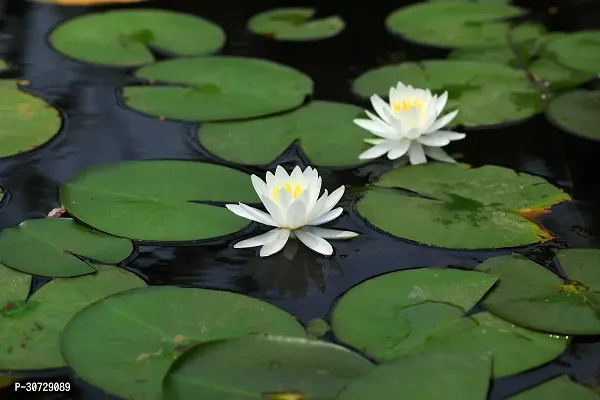 Ukanda Lotus Plant Rare Water Lily Flower Live Plant-thumb2