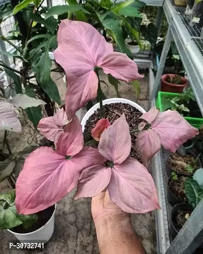 Ukanda Syngonium Plant Red Syngonium Plant-thumb0