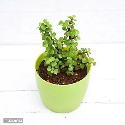 Ukanda Jade Plant Hybrid Jade Button Live Plant_14