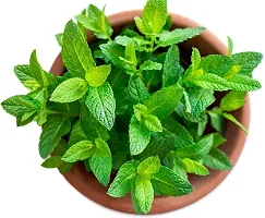 Ukanda Mint Plant Pudina plant-thumb1