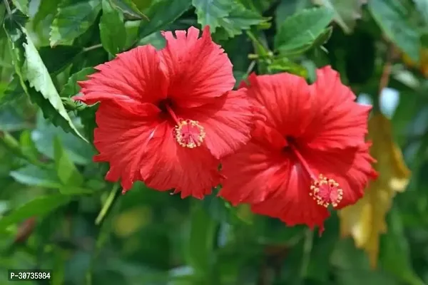 Ukanda Hibiscus Plant Mudda hibiscus plant-thumb2