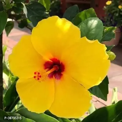 Ukanda Hibiscus Plant Live Dwarf Hibiscus Flower Plant (Yellow colour ) China Rose Life Plant.-thumb0