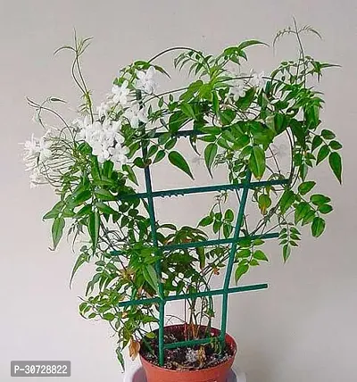 Ukanda Jasmine Plant Chameli Plant-thumb0