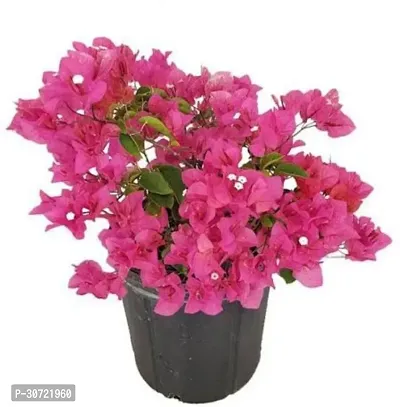 Ukanda Bougainvillea Plant RH219-thumb0