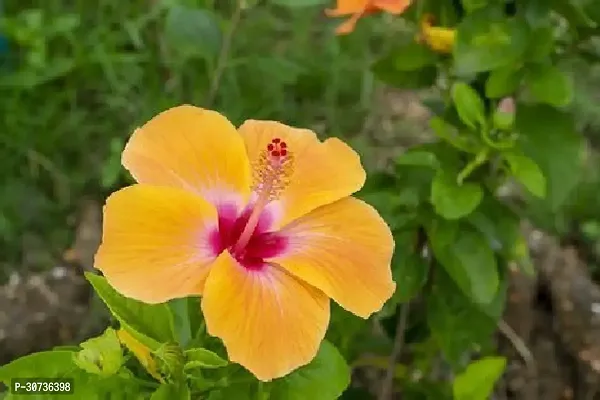 Ukanda Hibiscus Plant Hibiscus Joba Yellow in Colour Live Plant Disha-2901-thumb0