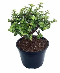 Ukanda Money Plant combo of 2 money plant and jade plant-thumb1