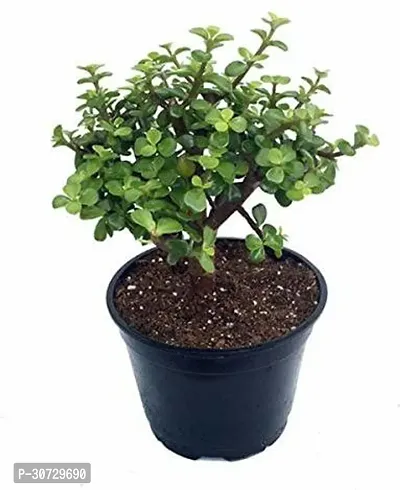 Ukanda Money Plant combo of 2 money plant and jade plant-thumb2