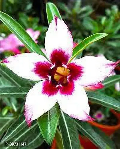 Ukanda Adenium Plant Best Quality |Adenium| Sapling Plant|Grafted-thumb0