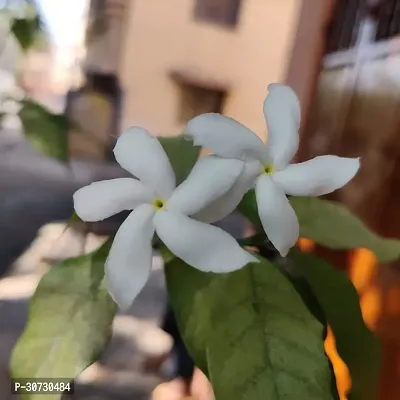 Ukanda Jasmine Plant Jasmine Crepe Jasmine Chinese Tagor Night Blooming Jasmine Plant Disha-0022311199991-thumb0